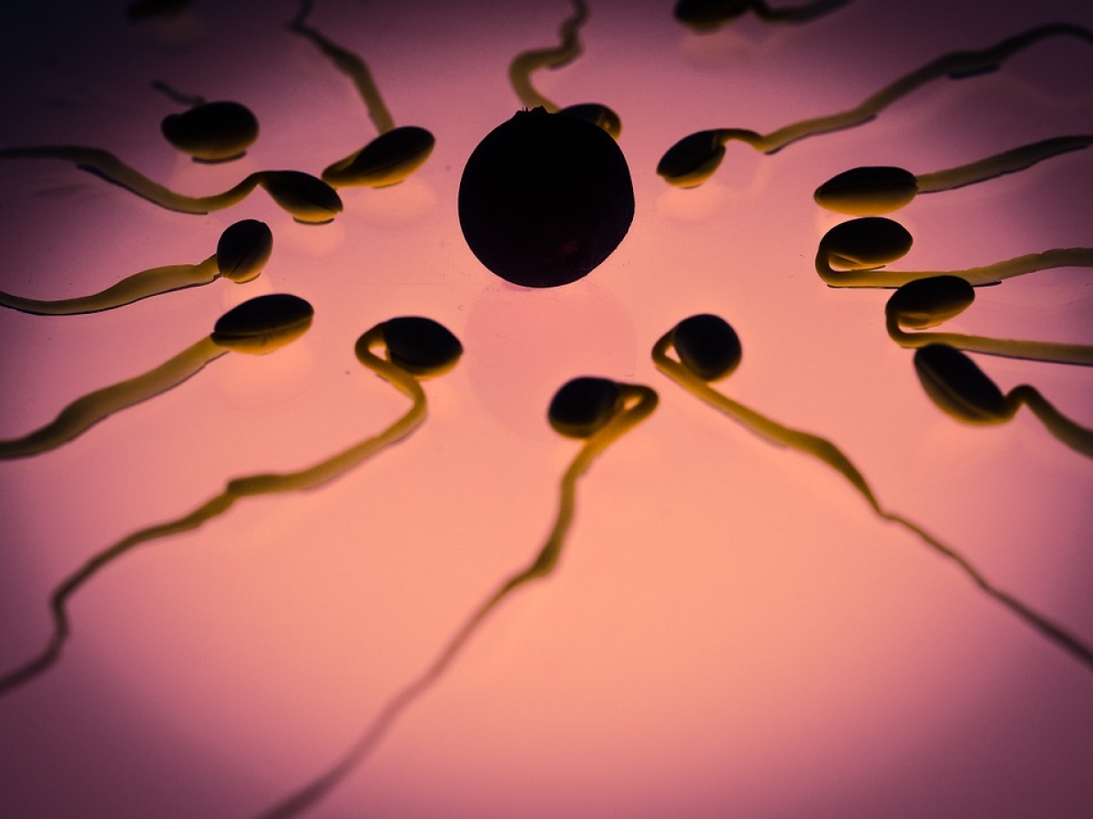 planos de saúde-fertilização.jpg
